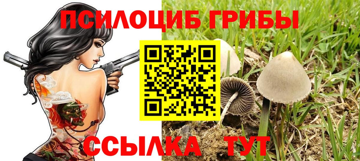 Псилоцибиновые грибы Cubensis  Вход с VPN  Кимры 